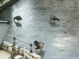 Vid�o Canards sur la glace
