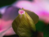 Vid�o chorale